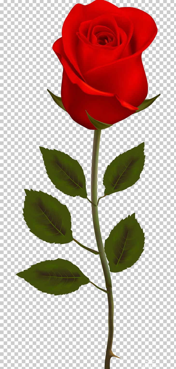 Flower Drawing Rose Photography PNG, Clipart, China Rose, Cut Flowers, Desktop Wallpaper, Drawing, Flora Free PNG Download