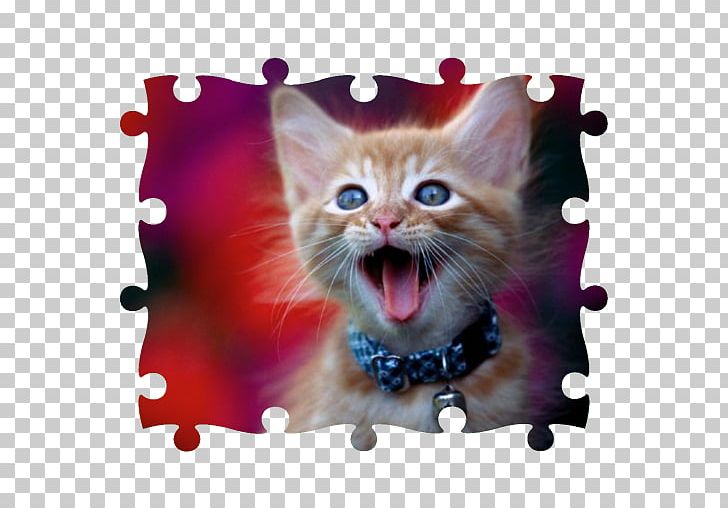 Australian Mist Kitten Siamese Cat Abyssinian Cat British Shorthair PNG, Clipart, Abyssinian Cat, Animal, Animals, Australian Mist, Breed Free PNG Download