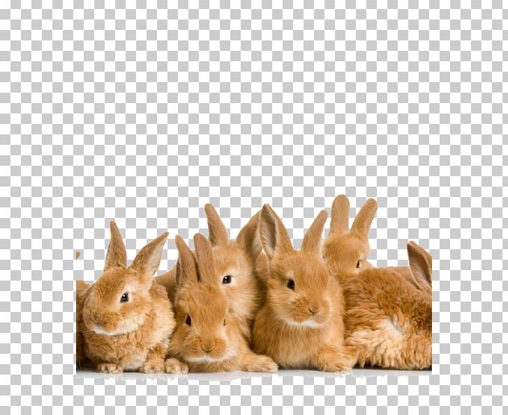 Easter Bunny Holland Lop Domestic Rabbit PNG, Clipart, Chocolate Bunny, Custom, Desktop Wallpaper, Domestic Rabbit, Easter Free PNG Download