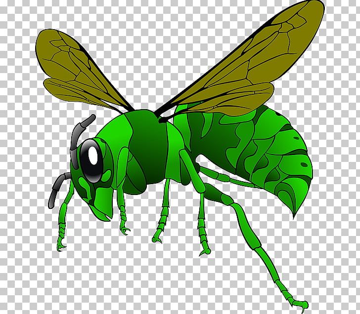 Green Hornet Bee PNG, Clipart, Arthropod, Asian Giant Hornet, Bee, Brown Hornet, Cartoon Free PNG Download