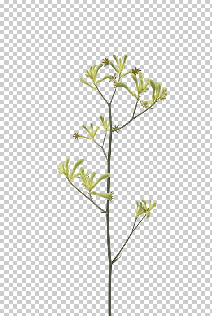 Kangaroo Paw Anigozanthos Flavidus Flower Plant Stem PNG, Clipart, Branch, Flora, Flower, Flowering Plant, Herb Free PNG Download