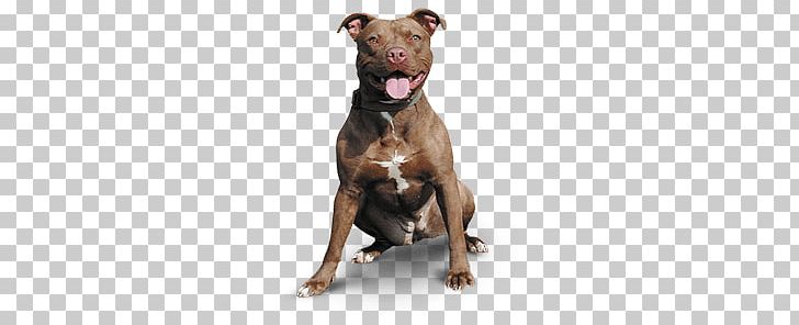 Pitbull Happy PNG, Clipart, Animals, Dogs Free PNG Download