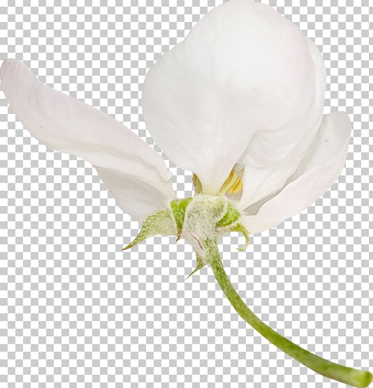 White Petal Flower PNG, Clipart, Art, Clip Art, Color, Cut Flowers, Flower Free PNG Download