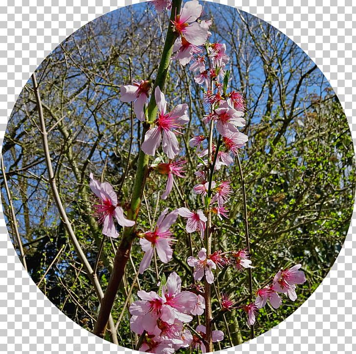 Anglesey Abbey Wildflower Priory Garden PNG, Clipart, 20th Century, 2017, Abbey, Blossom, Branch Free PNG Download