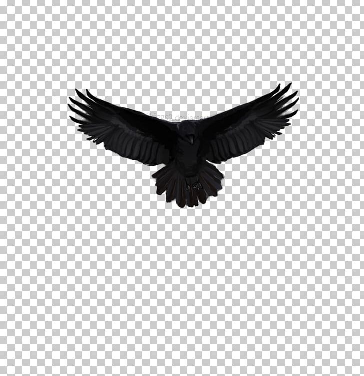 Eagle Feather Beak PNG, Clipart, Accipitriformes, Animals, Beak, Bird, Bird Of Prey Free PNG Download