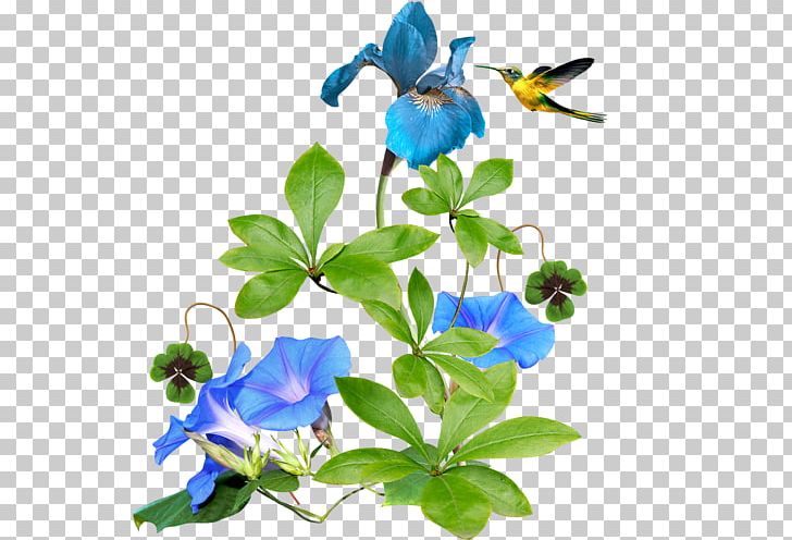 Flower PNG, Clipart, Animation, Branch, Document, Download, Flora Free PNG Download