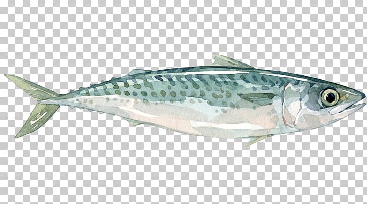 Sardine Mackerel Fish Products Anchovy Oily Fish PNG, Clipart, Anchovy, Biology, Bonito, Bony Fish, Fauna Free PNG Download