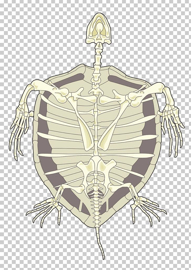 Tortoise Hawksbill Sea Turtle Human Skeleton PNG, Clipart, Animals, Area, Education, Esqueleto, Fauna De Canarias Free PNG Download