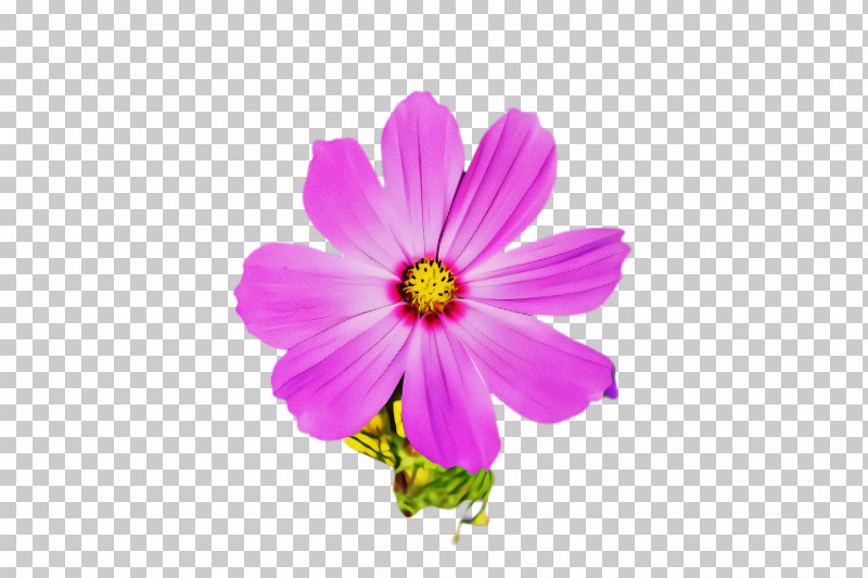 Flower Petal Pink Plant Cosmos PNG, Clipart, Cosmos, Flower, Garden Cosmos, Petal, Pink Free PNG Download