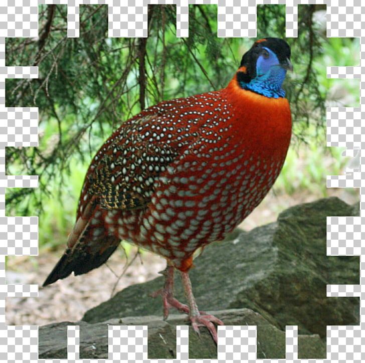 Bird Temminck's Tragopan Blyth's Tragopan Feral Chicken Pheasant PNG, Clipart, Animals, Beak, Bird, Chicken, Fauna Free PNG Download
