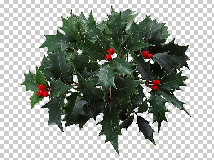Christmas PNG, Clipart, Aquifoliaceae, Aquifoliales, Chris, Christmas, Christmas Background Free PNG Download
