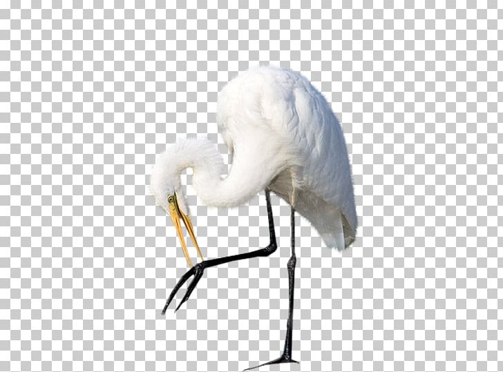 Egret Bird Heron Crane Ardeoj PNG, Clipart, Animal, Ardeoj, Beak, Bird, Crane Free PNG Download