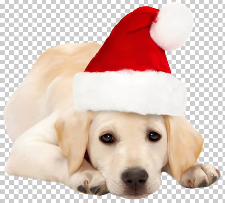 Labrador Retriever Golden Retriever Santa Claus Puppy Christmas PNG, Clipart, Animals, Carnivoran, Christmas Ornament, Companion Dog, Cuteness Free PNG Download