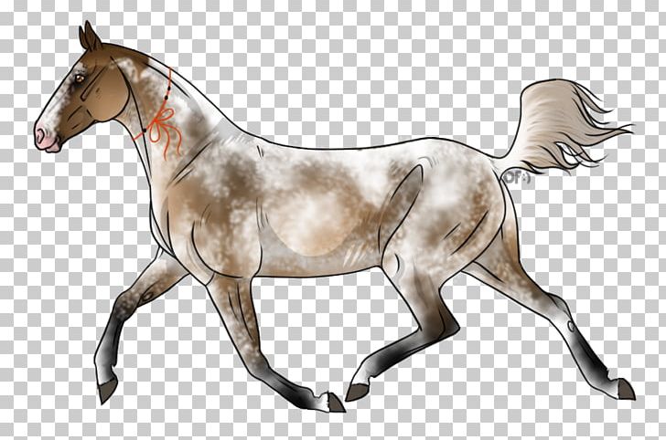 Mustang Appaloosa Mare Pony Stallion PNG, Clipart, Appaloosa, Bridle, Buckskin, Colt, Cream Locus Free PNG Download