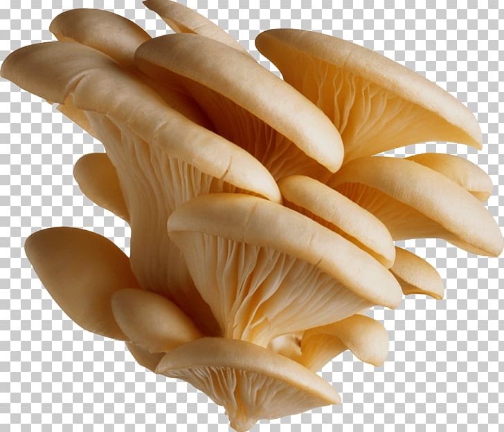 Oyster Mushroom Pleurotus Eryngii Pleurotus Pulmonarius PNG, Clipart, Agaricaceae, Baby, Beautiful, Chicken Meat, Clams Oysters Mussels And Scallops Free PNG Download