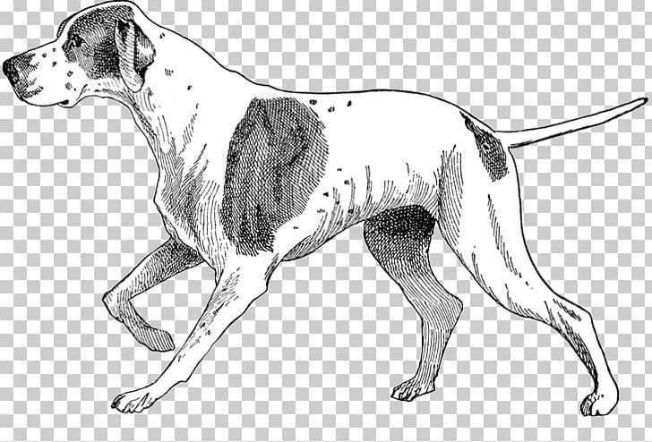 Old Danish Pointer English Foxhound American Foxhound Dog Breed Harrier PNG, Clipart, Breed Group Dog, Carnivoran, Digital Stamp, Dog Breed, Dog Like Mammal Free PNG Download
