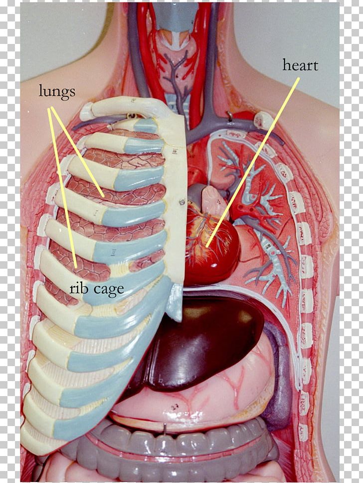 Rib Cage Organ Thoracic Cavity Internal Thoracic Artery ...