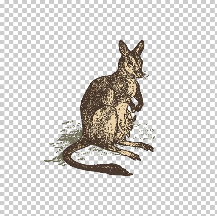 Domestic Rabbit Kangaroo Animal Drawing PNG, Clipart, Animal, Animals, Domestic Rabbit, Drawing, Fauna Free PNG Download