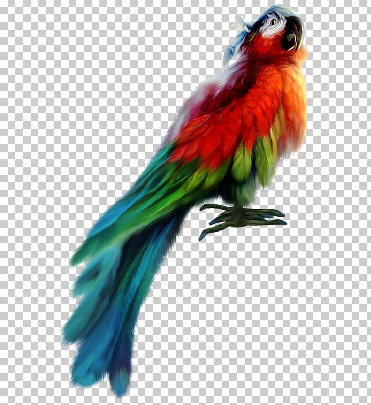 Parrot Bird Parakeet PNG, Clipart, Animals, Beak, Bird, Color, Color Pencil Free PNG Download
