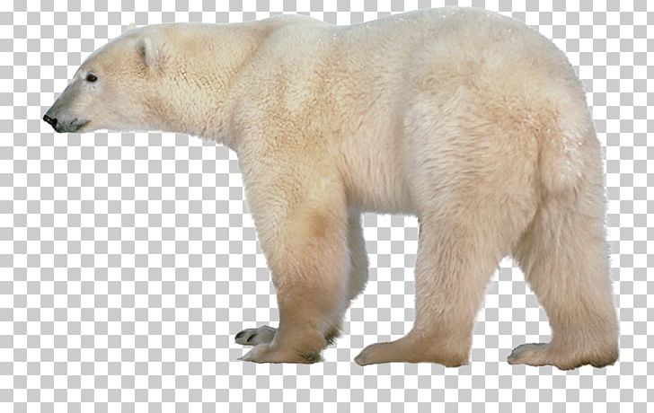 Polar Bear American Black Bear PNG, Clipart, American Black Bear, Animals, Bear, Carnivoran, Computer Icons Free PNG Download