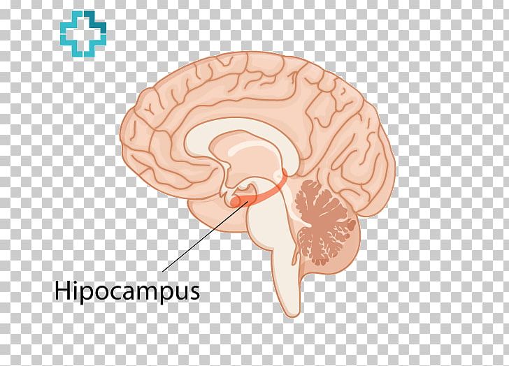Ear Homo Sapiens Brain PNG, Clipart, Brain, Ear, Finger, Head, Hearing Free PNG Download