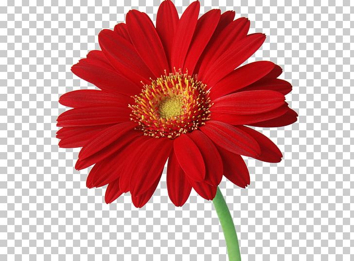 Transvaal Daisy Desktop Daisy Family PNG, Clipart, Annual Plant, Blanket Flowers, Blue, Chrysanthemum, Chrysanths Free PNG Download