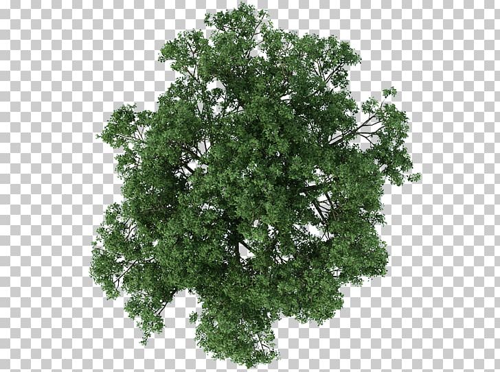 Tree Architecture Texture Mapping PNG, Clipart, Animation, Architectural Drawing, Architecture, Branch, Drawing Free PNG Download