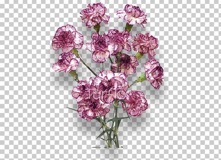 Turflor Cut Flowers Violet Lilac PNG, Clipart, Carnation, Cut Flowers, Flower, Flowering Plant, Lavender Free PNG Download