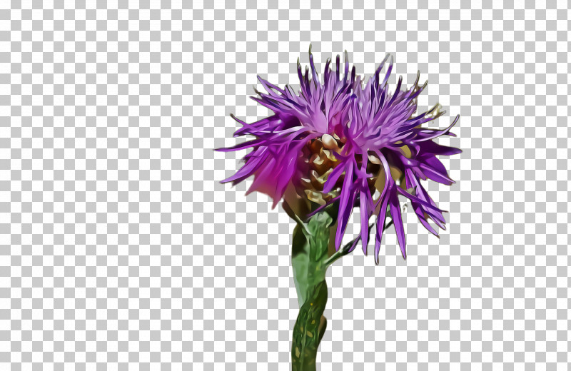 Flower Plant Purple Thistle Silybum PNG, Clipart, Artichoke Thistle, Cut Flowers, Cynara, Daisy Family, Flower Free PNG Download
