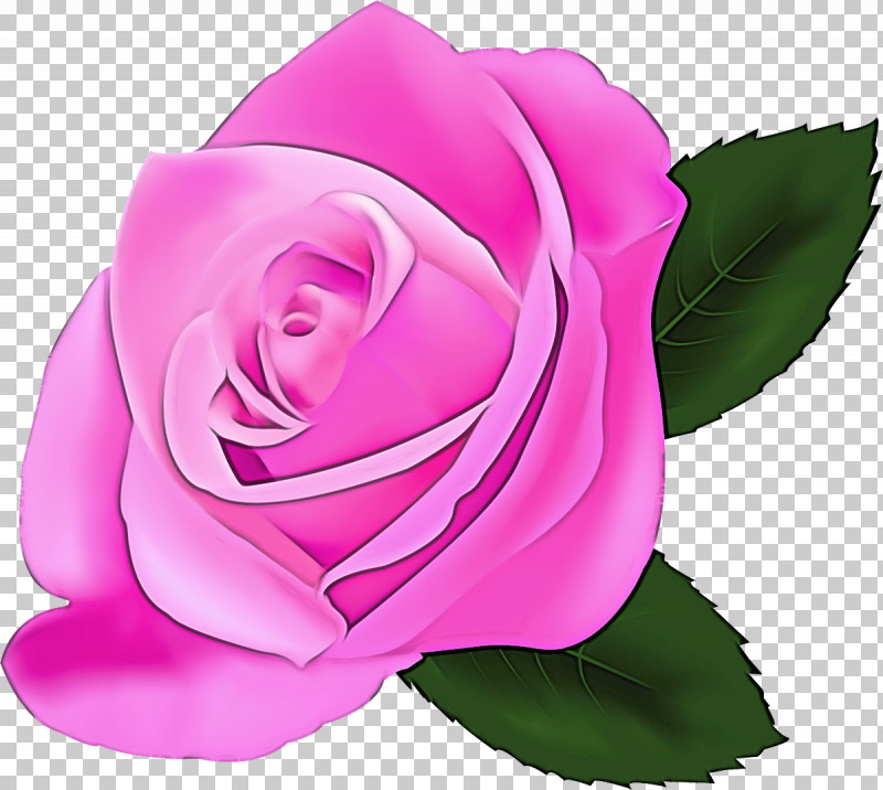 Garden Roses PNG, Clipart, Flower, Garden Roses, Hybrid Tea Rose, Petal, Pink Free PNG Download