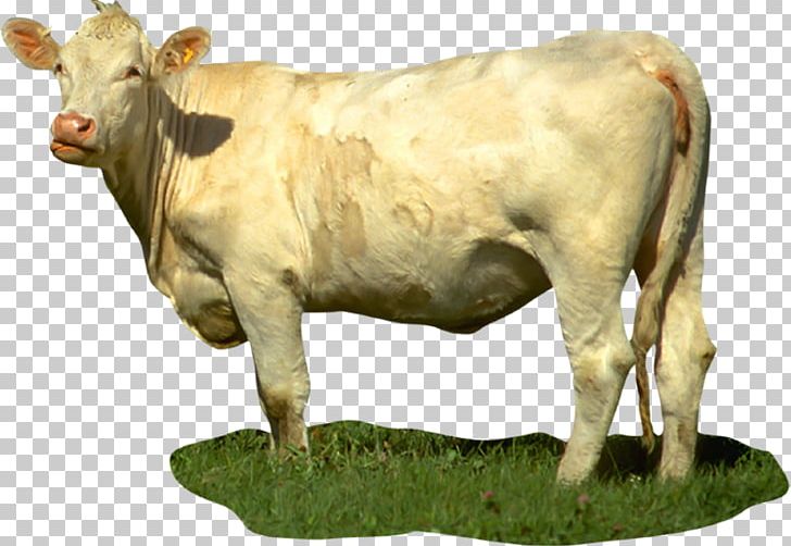 Calf Dairy Cattle Taurine Cattle Cow Bull PNG, Clipart, Animal Figure, Animals, Bull, Calf, Cattle Free PNG Download