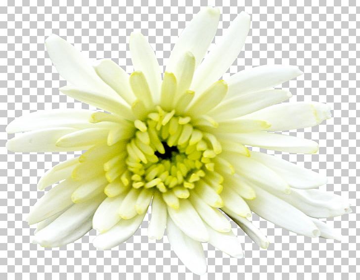 Flower Painting Drawing PNG, Clipart, Art, Cartoon, Chinese Painting, Creative Floral Patterns, Dahlia Free PNG Download