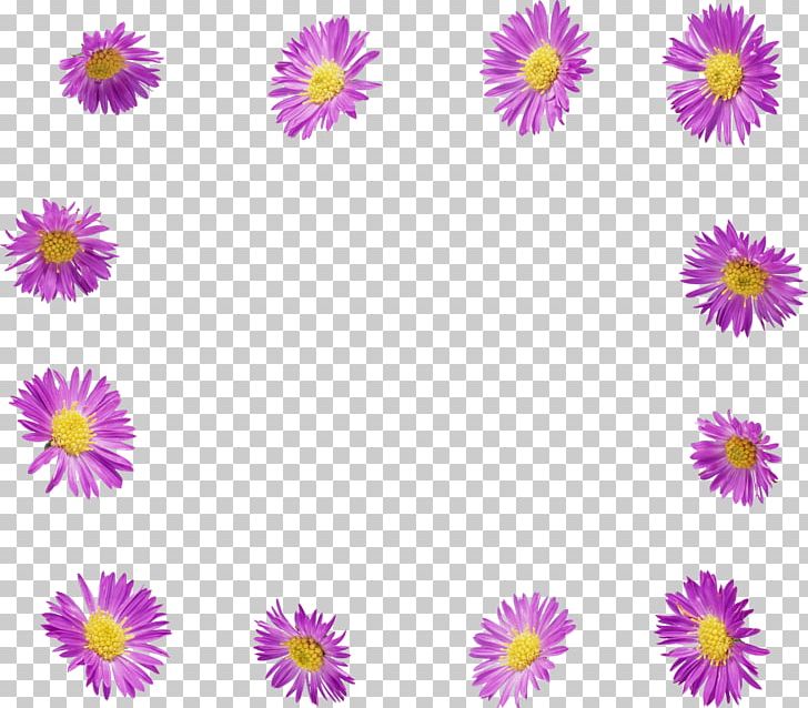 Flower Photography PNG, Clipart, Aster, Chrysanths, Cut Flowers, Dahlia, Daisy Free PNG Download
