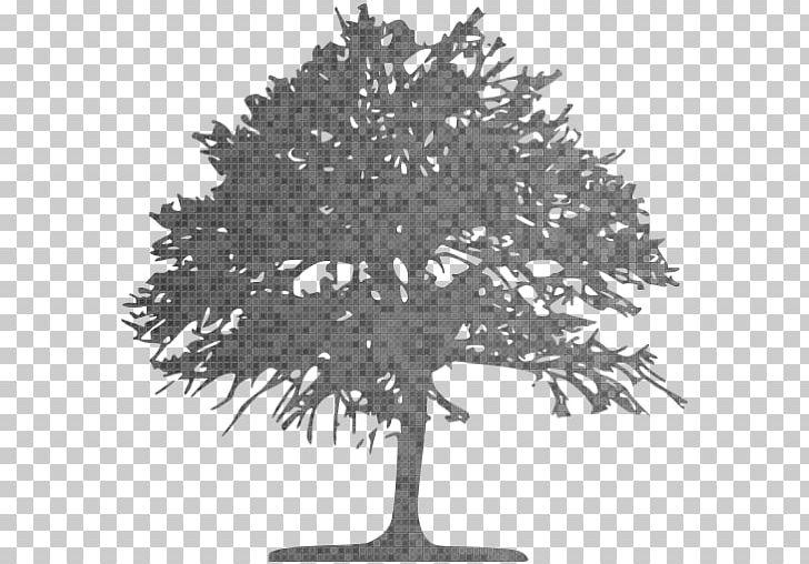 Tree Computer Icons Oak Graphics PNG, Clipart, Black And White, Branch, Computer Icons, Deciduous, Green Free PNG Download