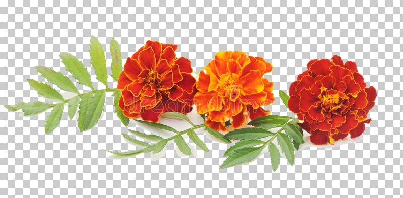 Flower Tagetes Plant Petal Lantana PNG, Clipart, Bouquet, Cut Flowers, Flower, Geranium, Lantana Free PNG Download
