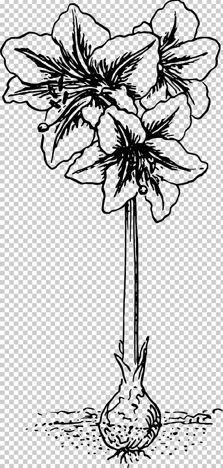 Amaryllis Belladonna PNG, Clipart, Amaryllis, Amaryllis Belladonna, Art, Artwork, Black And White Free PNG Download