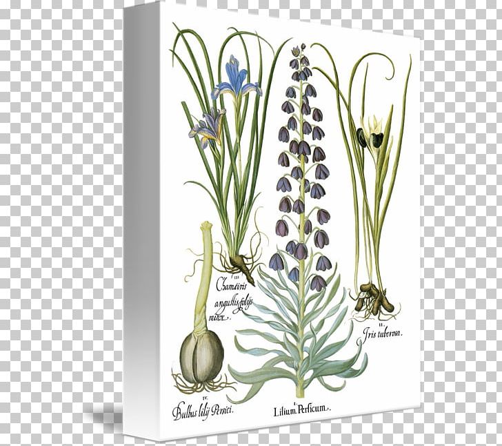 Basilius Besler's Florilegium: The Book Of Plants Floral Design Plant Stem PNG, Clipart,  Free PNG Download
