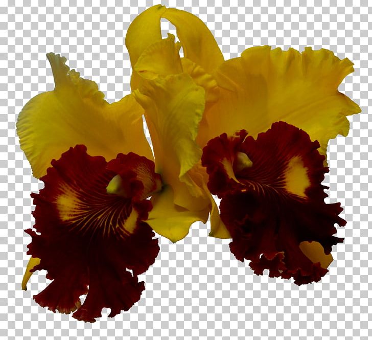 Cattleya Orchids Art Photographer Violet PNG, Clipart, Art, Cattleya, Cattleya Orchids, Family, Flower Free PNG Download