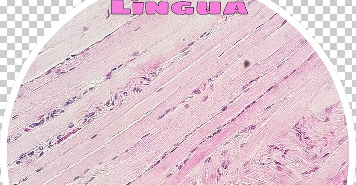 Striated Muscle Tissue Skeletal Muscle Histology Tecido Muscular Estriado PNG, Clipart, Blood, Cat Tongue, Cell, Cell Nucleus, Connective Tissue Free PNG Download