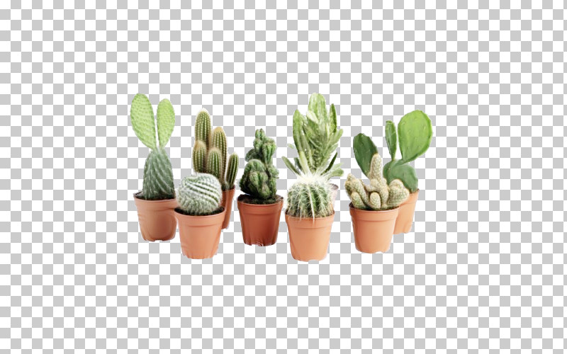 Cactus PNG, Clipart, Cactus, Caryophyllales, Flower, Flowerpot, Grass Free PNG Download