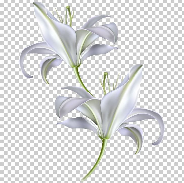Diagram Madonna Lily Zeigermodell PNG, Clipart, Cut Flowers, Diagram, Flora, Floral Design, Flower Free PNG Download