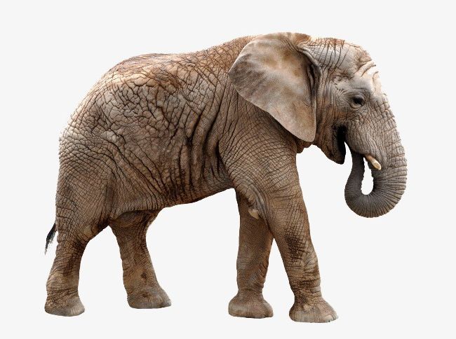Elephant PNG, Clipart, Animal, Elephant Clipart, Kind, Lovely, Material Free PNG Download