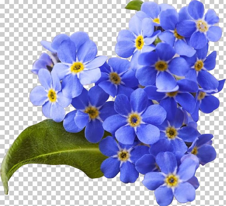 Flower Myosotis Scorpioides Blue Stock Photography PNG, Clipart, Borage , Color, Discounts And Allowances, Flower Bouquet, Flowering Plant Free PNG Download