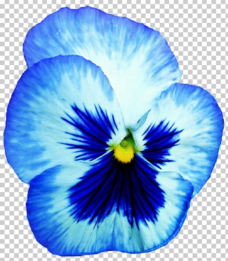 Pansy Butterfly Violet Junonia Orithya Flower PNG, Clipart, Annual Plant, Blue, Butterfly, Cobalt Blue, Flower Free PNG Download