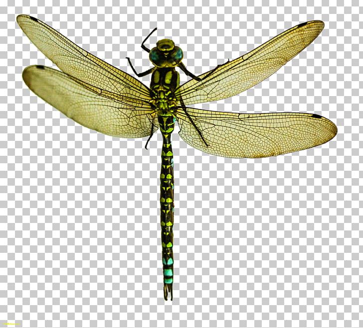 A Dragonfly? Insect Wing Pterygota What Is An Insect? PNG, Clipart, Animal, Arthropod, Damselfly, Dragonflies And Damseflies, Dragonfly Free PNG Download