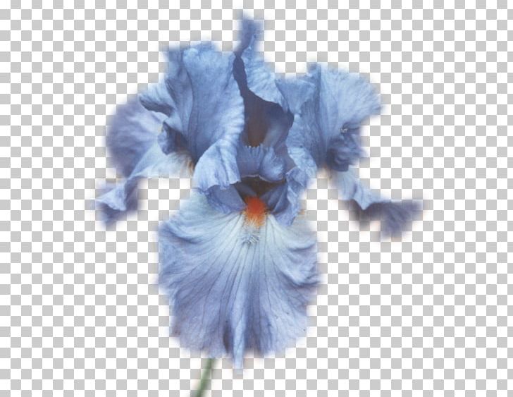Flower Lilium Petal PNG, Clipart, Blog, Blue, Cicek, Cicek Resimleri, Fleur Free PNG Download