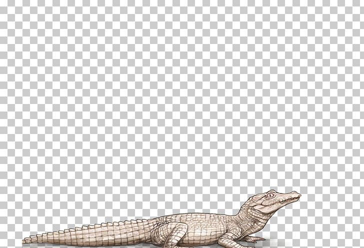 Crocodile Lion Alligators Black Panther Mane PNG, Clipart, Agility, Albinism, Alligator, Alligators, Black Panther Free PNG Download