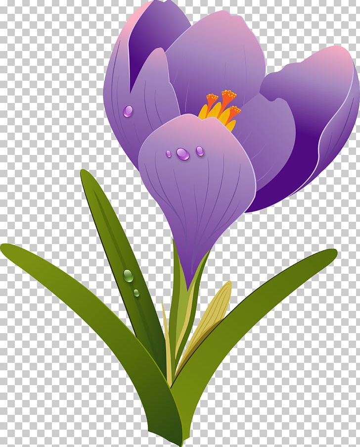 Drawing PNG, Clipart, Clip Art, Computer Wallpaper, Crocus, Download, Drawing Free PNG Download