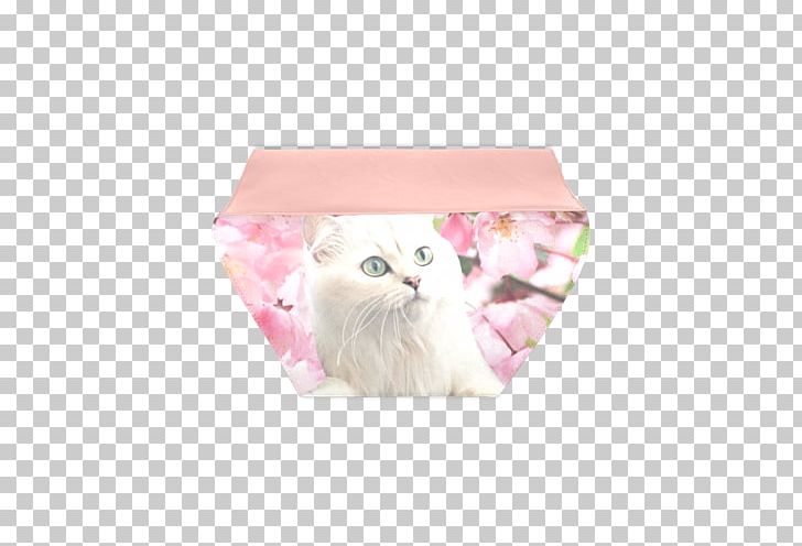 Kitten Pink M Whiskers RTV Pink Cherry Blossom PNG, Clipart, Animals, Box, Cat, Cherry Blossom, Kitten Free PNG Download