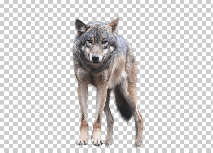 Portable Network Graphics Coyote Transparency PNG, Clipart, Alaskan Tundra Wolf, Art Wolf, Black Wolf, Canidae, Canis Lupus Tundrarum Free PNG Download